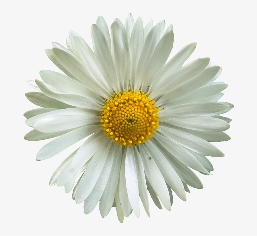 Here Is A Couple Collage Examples I Made Using Png - Daisy, transparent png download