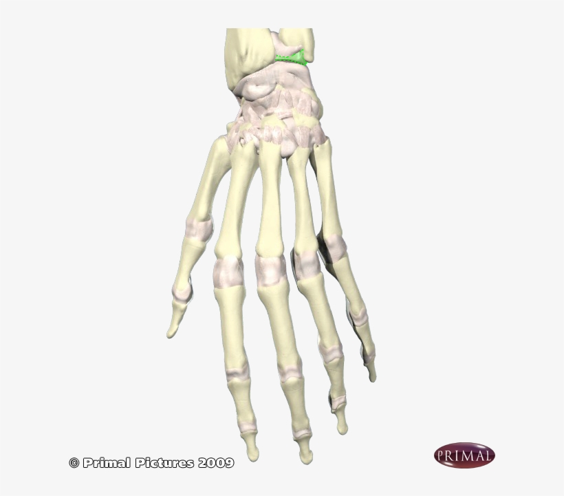 What - Wrist, transparent png download