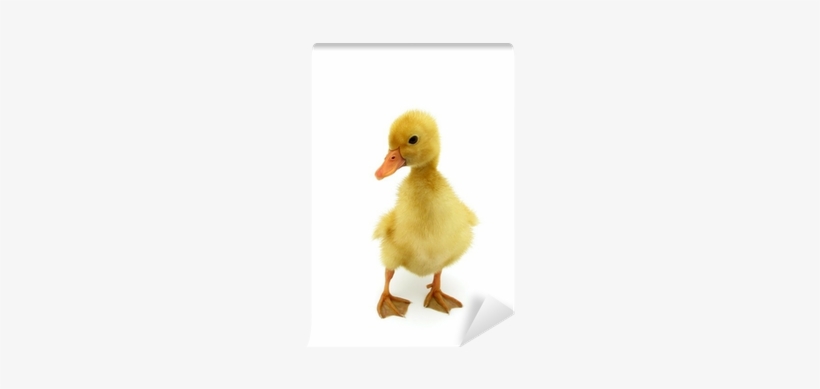 Duck, transparent png download