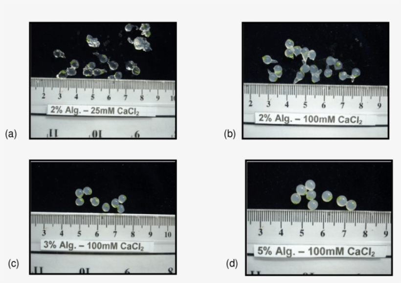 Synthetic Seeds With Fragile Beads - Jasmine, transparent png download