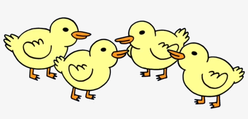 Baby Ducks - Wiki, transparent png download