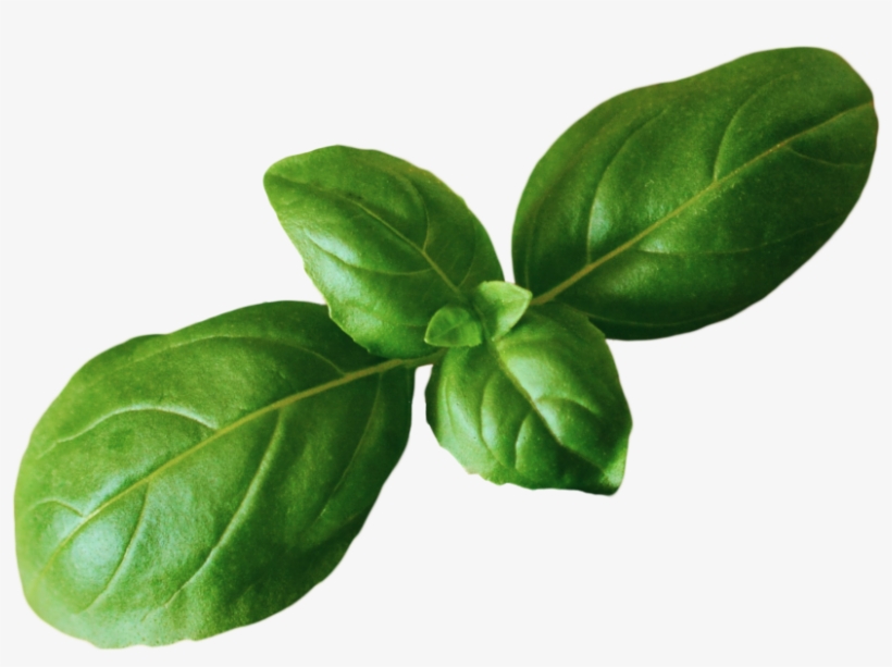 Basil Png Transparent PNG - 1024x1024 - Free Download on NicePNG