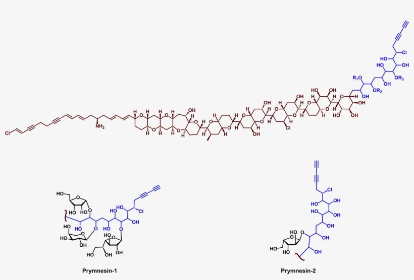 Structures Of P, transparent png download