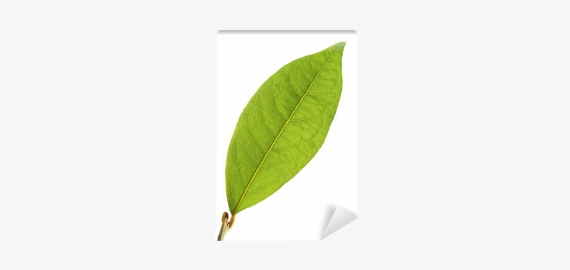Isolated Laurel Leaf In Sun Rays Wall Mural • Pixers® - Buttonbush, transparent png download
