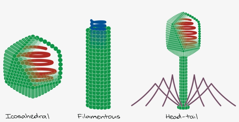 Forma Icosaedrica Virus, transparent png download