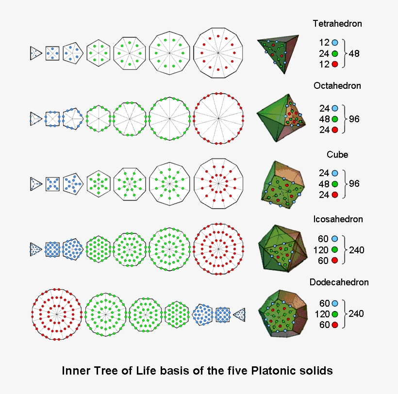 Inner Tree Of Life Basis Of The 5 Platonic Solids - Circle, transparent png download