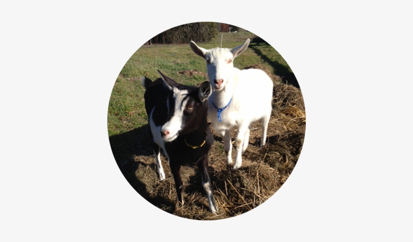 Stella And Nigel, Rescued Goats At A Farm Animal Sanctuary - Goat, transparent png download