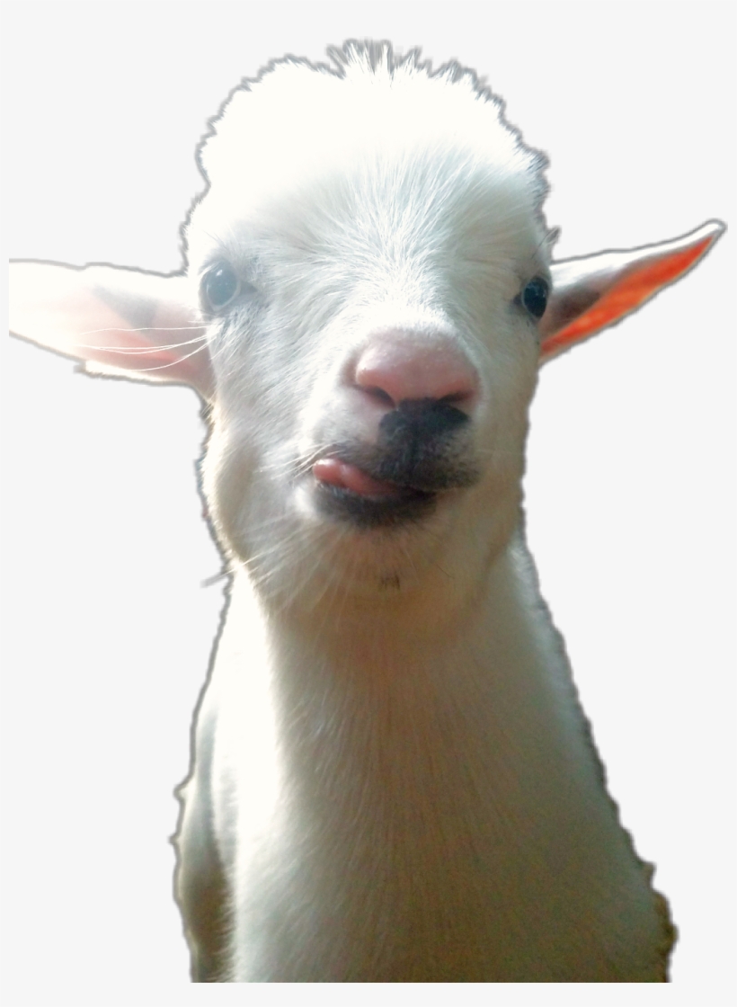Report Abuse - Goat, transparent png download