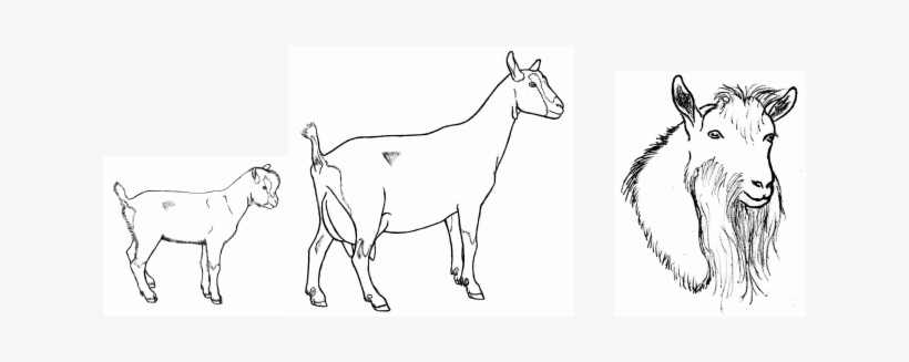 Picture - Line Art, transparent png download