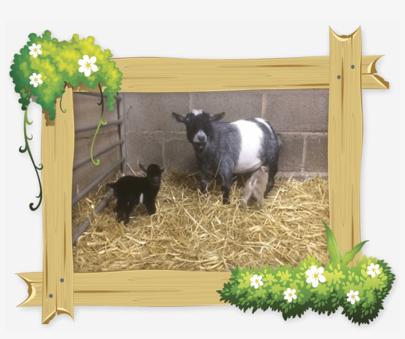 Pygmy Goats Are Very Sociable Creatures So It Is Very - Little Owl Farm Park, Worcestershire, transparent png download