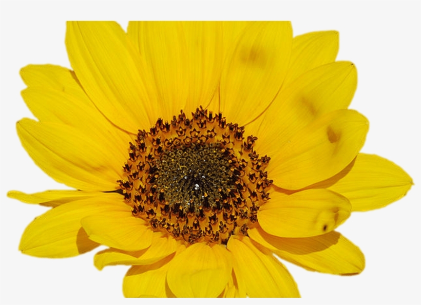 Sunflower Png Tumblr - Sunflower Transparent, transparent png download