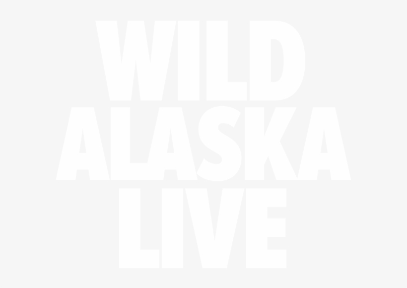 Wild Bald Eagle In Flight - Wild Alaska Live, transparent png download