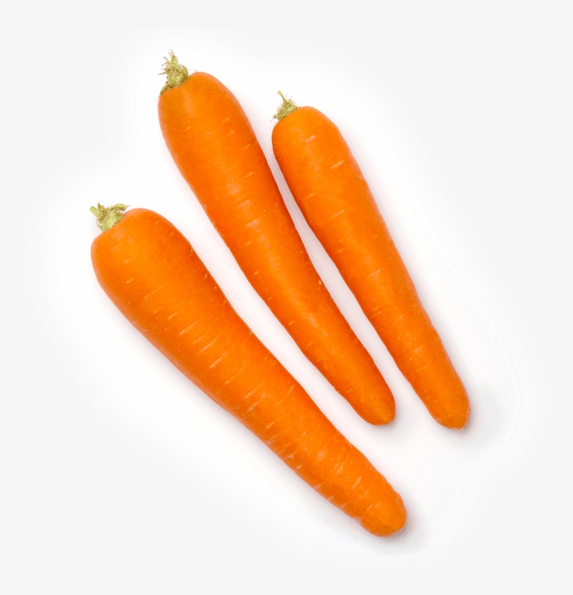 Wild Carrot, transparent png download