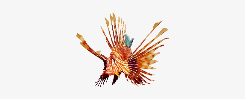 Lionfish, transparent png download
