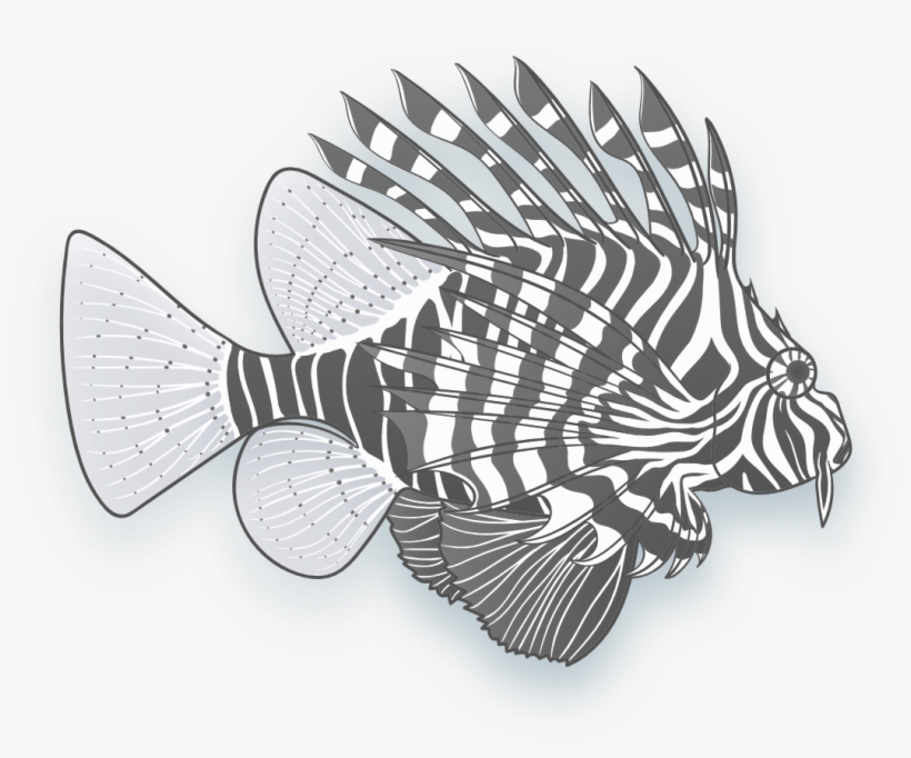 Image Of A Lionfish - Lionfish, transparent png download
