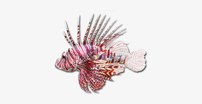 Common Lionfish - Lionfish As Pets. Lionfish Owners Manual. Lionfish, transparent png download