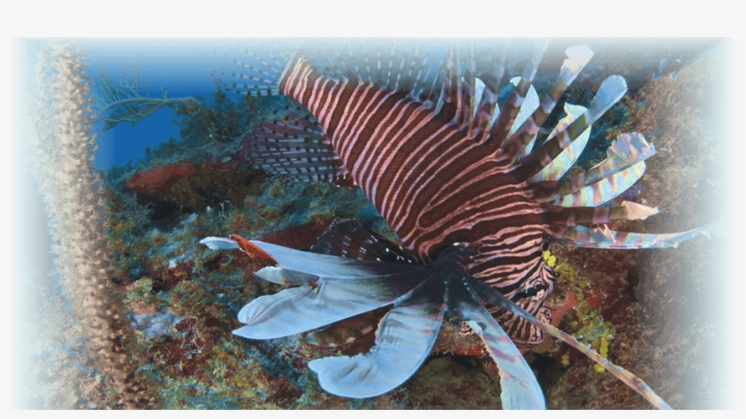 Lionfish, transparent png download