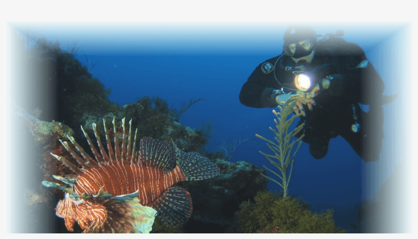 Marine Biology, transparent png download