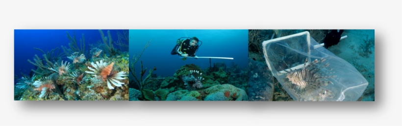 Collaborators - Underwater, transparent png download