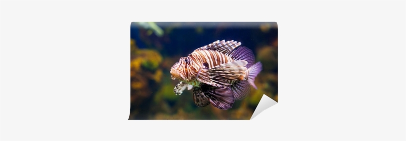 Lionfish, transparent png download