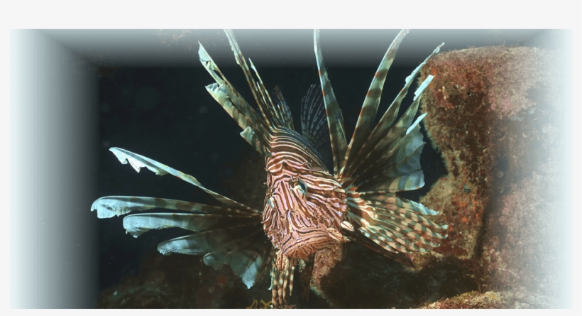 Prevnext - Lionfish, transparent png download