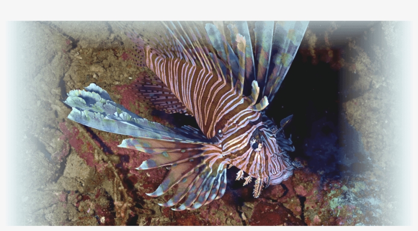 Prevnext - Lionfish, transparent png download