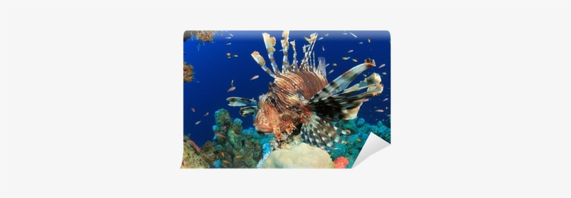 Lionfish On Coral Reef In The Red Sea Wall Mural • - Underwater, transparent png download
