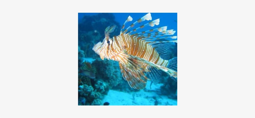 A Lion Fish Is A Poisonous Spiky Fish Found In Western - Halkidiki Diving, transparent png download