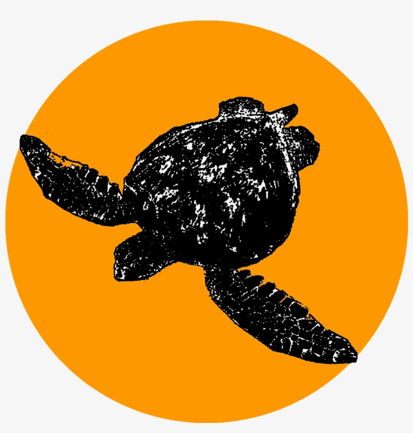 Caribbean Reef Buddy Blog - Olive Ridley Sea Turtle, transparent png download