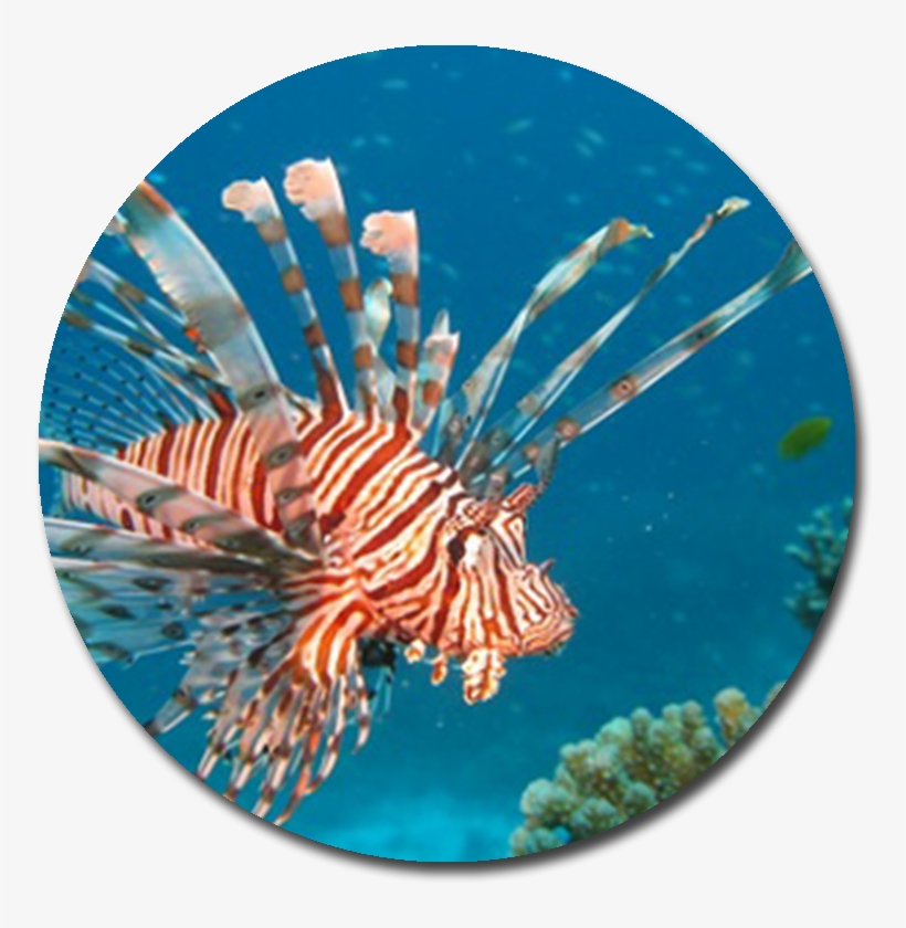Lionfish - Red Lionfish, transparent png download