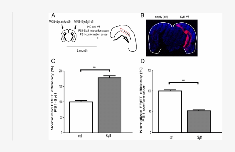 Syt1 Overexpression In Vivo Increases Ps1-syt1 Interactions - Common Fig, transparent png download