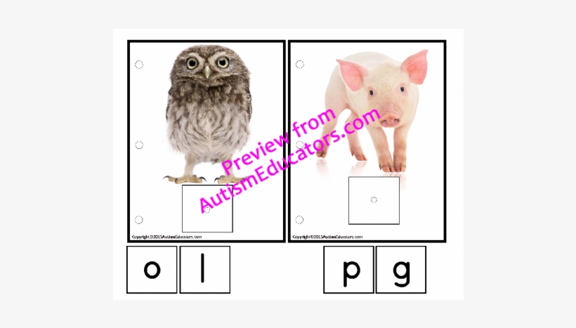 Letter Sounds Interactive Work Task Bundle For Autism/special - Owl Picture With White Background, transparent png download