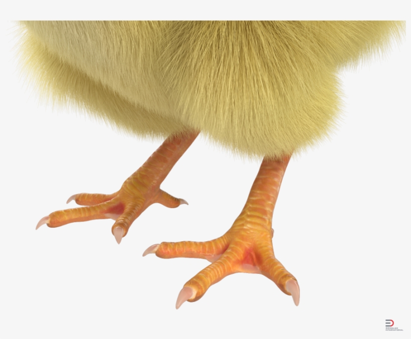 4 Chick With Fur Royalty-free 3d Model - Canada Goose, transparent png download
