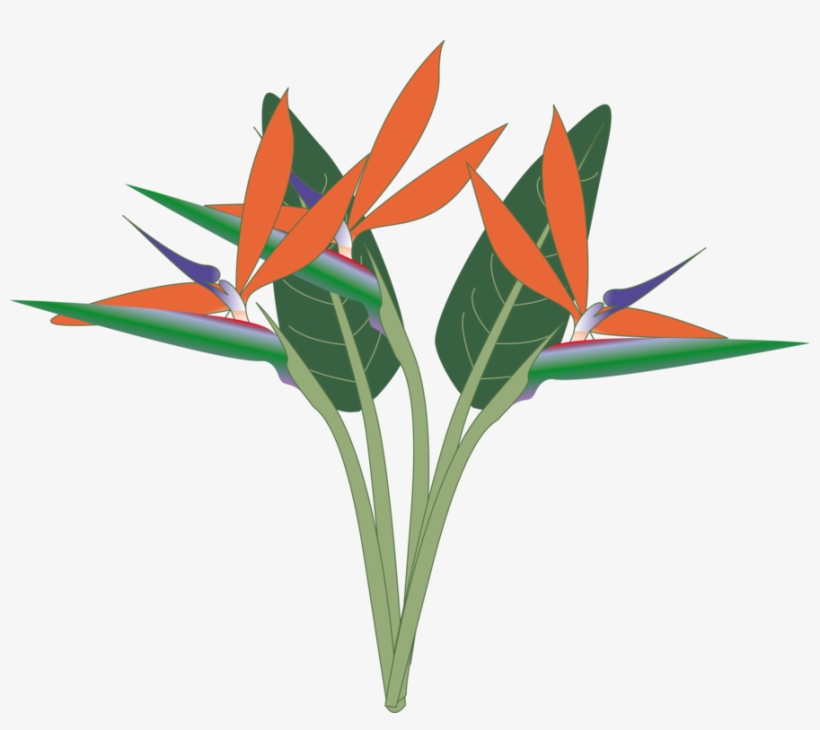 Bird Of Paradise The Birds Of Paradise Bird Of Paradise - Birds Of Paradise Png, transparent png download