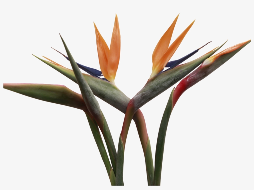 Birds Of Paradise - Bird-of-paradise, transparent png download