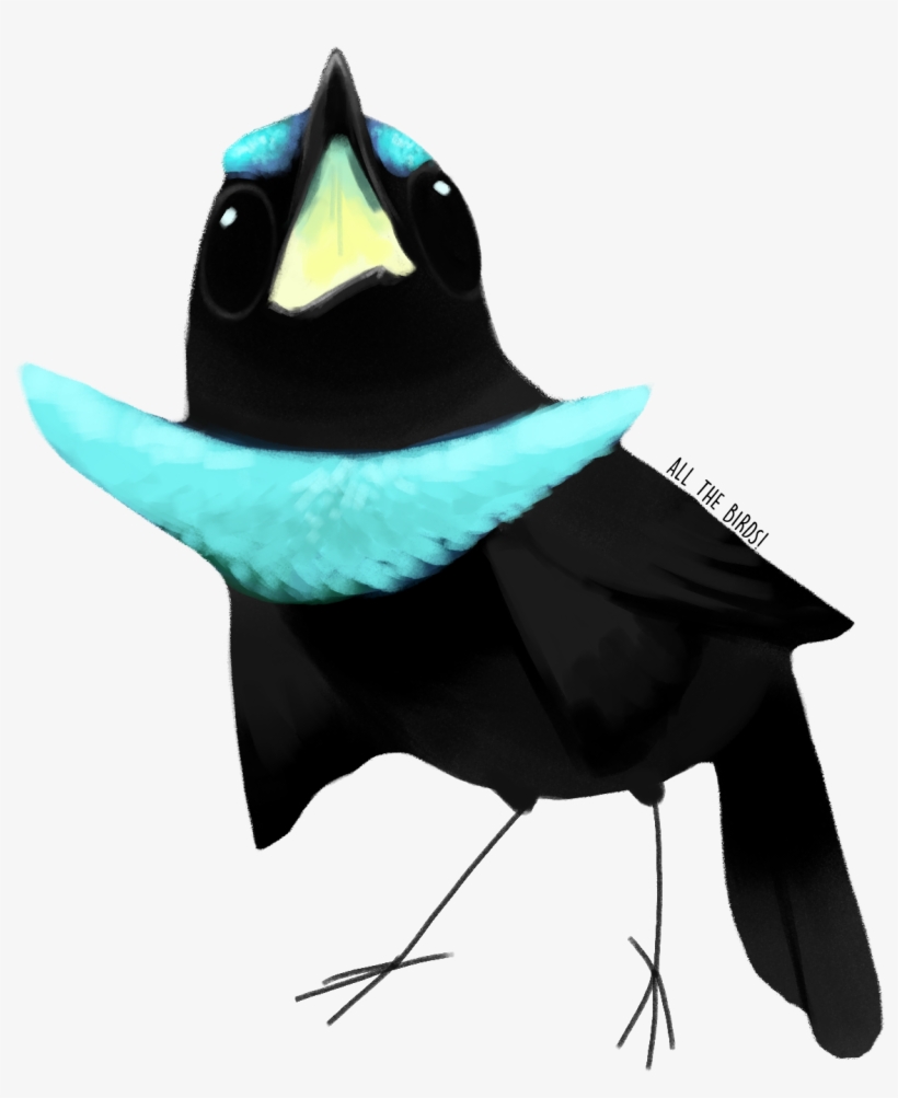 Vettedeveryday • Allthedamnbirds - Goldeneye, transparent png download