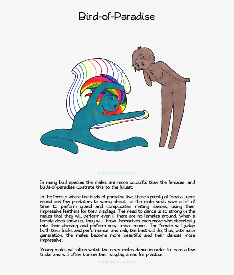 Bird Of Paradise - Animal Gender Roles Cartoons, transparent png download