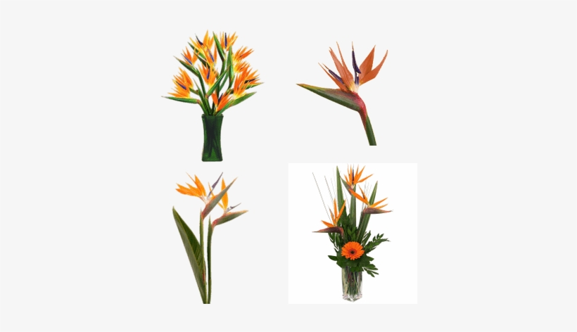 Bird Of Paradise Flower, transparent png download