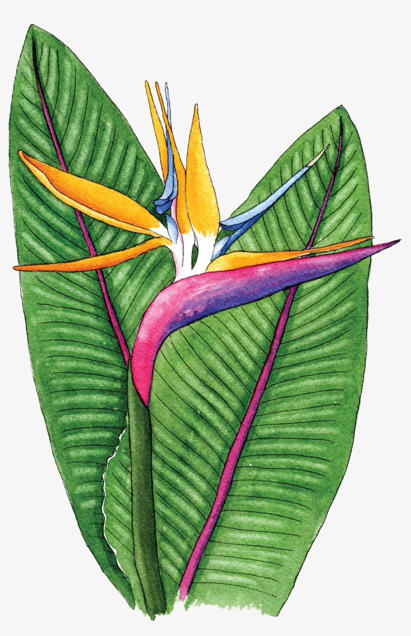 Bird Of Paradise - Bird Of Paradise Flower, transparent png download