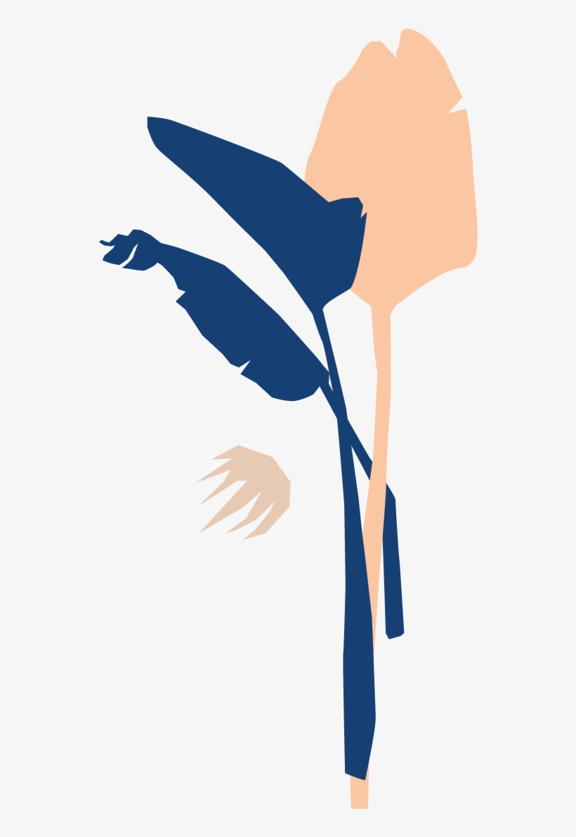 Bloomscape Bird Of Paradise - Illustration, transparent png download