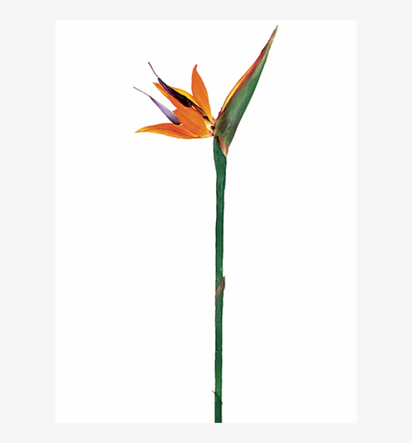 38" Large Bird Of Paradise Spray Orange - Silk Plants Direct Large Bird Of Paradise Spray - Orange, transparent png download