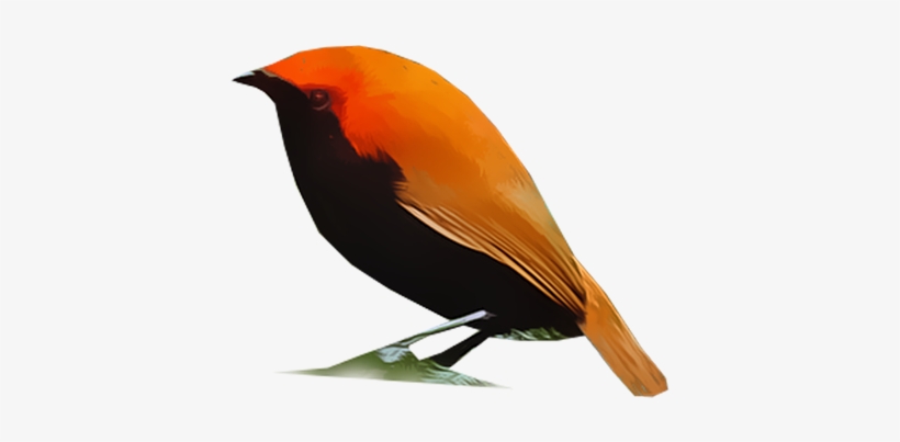 Crested Bird Of Paradise - Feather, transparent png download