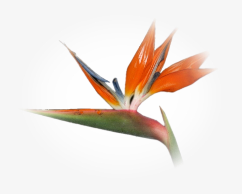 Img0022 - Bird Of Paradise, transparent png download