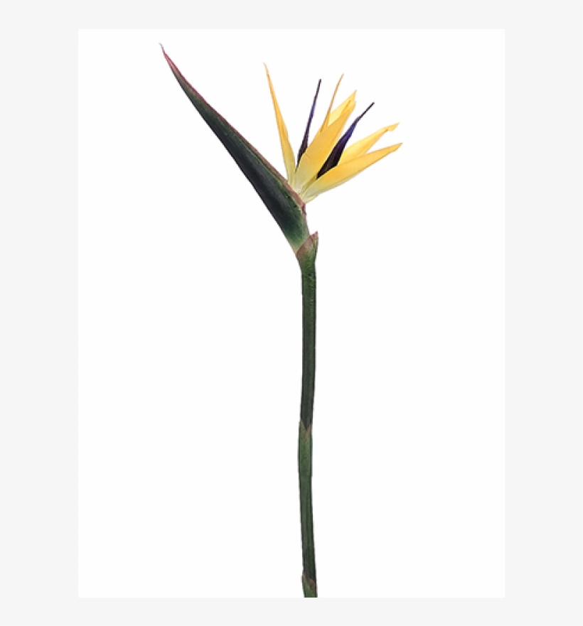 37" Bird Of Paradise Spray Yellow Purple - Bird Of Paradise, transparent png download