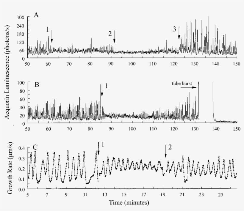 A-c The Amplitude Of [ca 2 ] I And Growth Oscillations - Millimetre, transparent png download