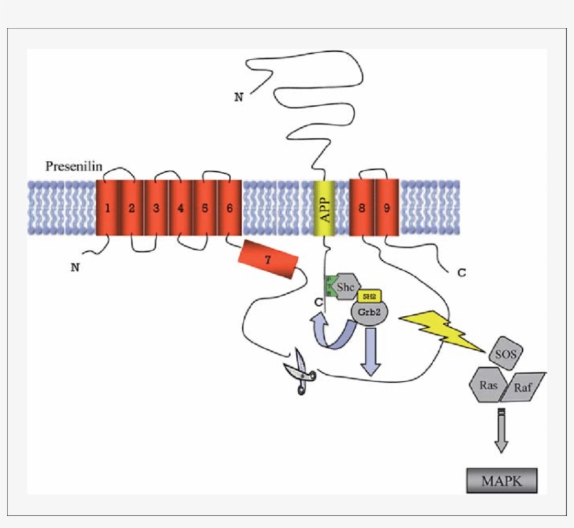 Schematic Of Mapk Activation By App/ps1 Grb2 Interaction - Illustration, transparent png download