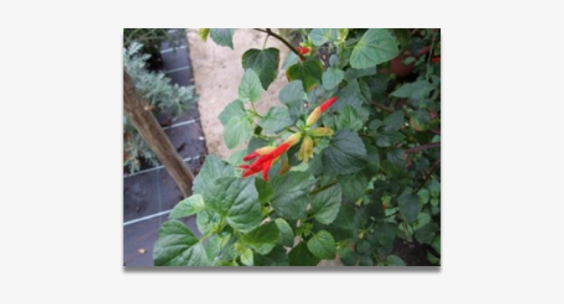 Habanero Chili, transparent png download