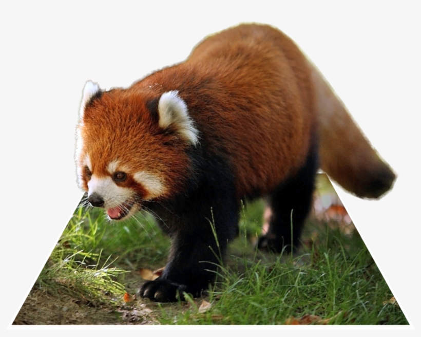 Red Panda Png - Red Panda, transparent png download