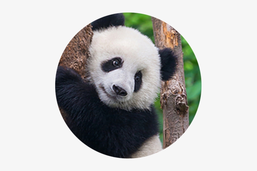 In The Media - Kind Of Animals Are In The San Diego Ocean, transparent png download