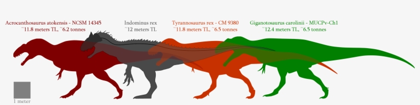 Not Really Larger But More Equal - Indominus Rex Giganotosaurus Acrocanthosaurus Tyrannosaurus, transparent png download